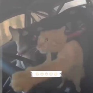 柬埔寨诈骗曝光现场图片