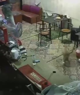 柬埔寨法律案件现场图片